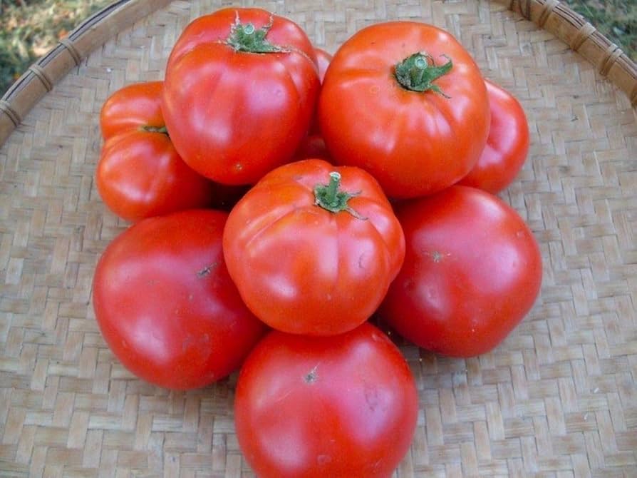 Amazon.com : Siletz Tomato Seeds - Flavor-Packed red